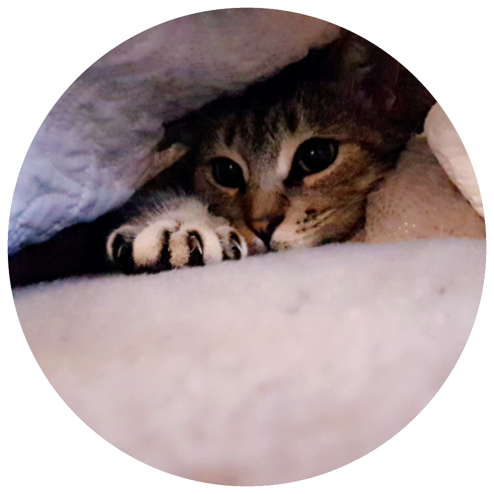 Pet bubble 2