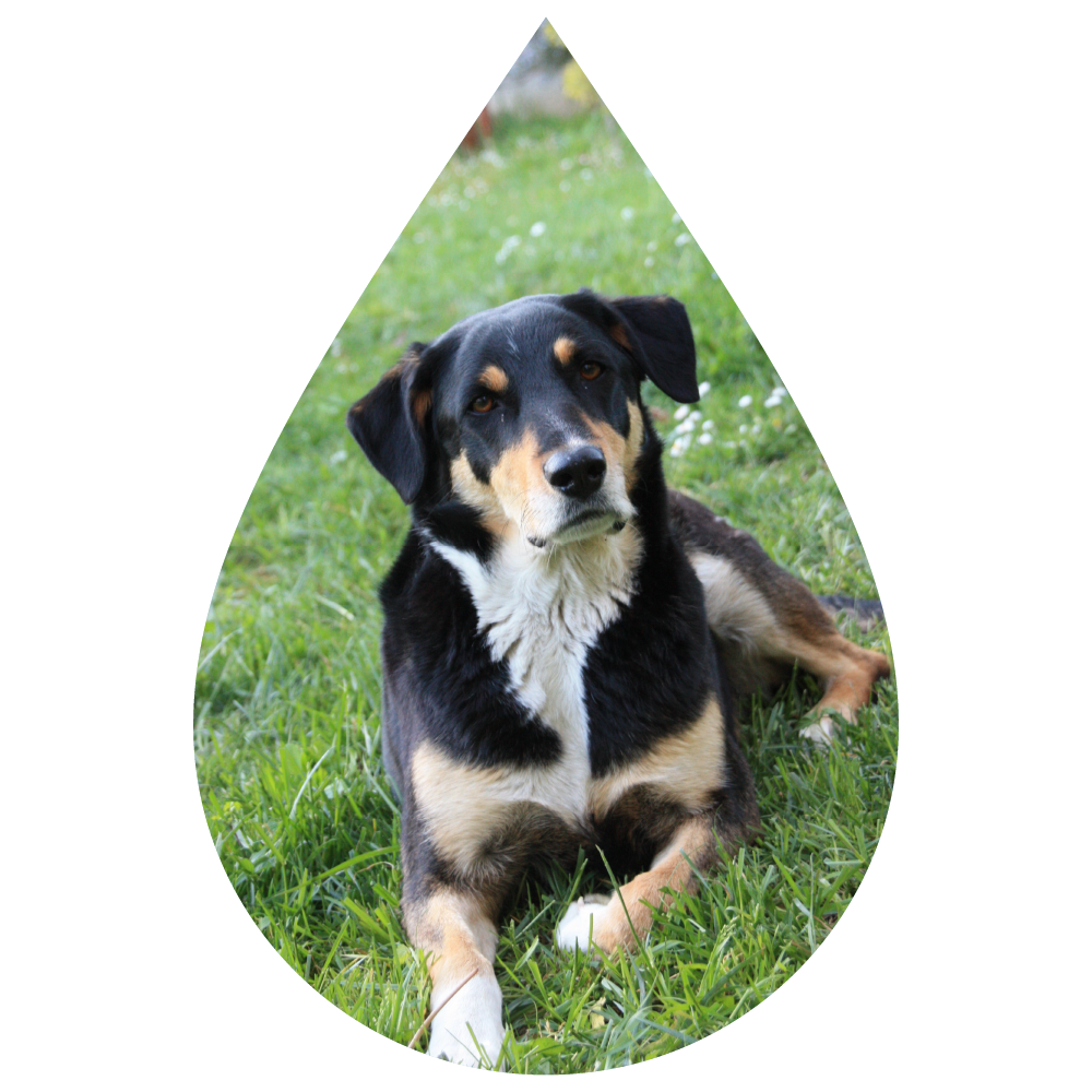 Pet bubble 3